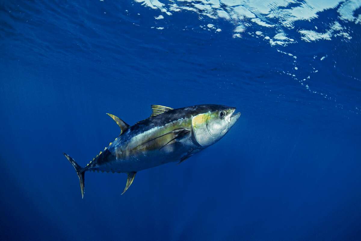 costa-rica-fishing-charters-sailfish-yellowfin-tuna-tuna-yellow-fin-sportfishing