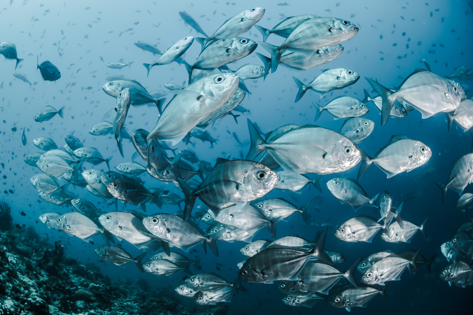 Exploring the Delicacies of Maldivian Seafood